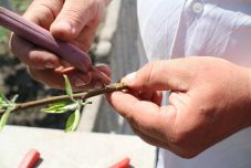 Gyümölcsoltó Boldogasszony: a fogantatás napján érdemes oltani a fákat, ha a gazda jó termésre vágyik