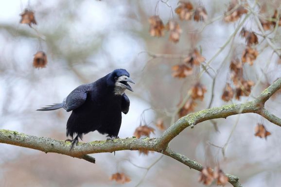 Sok bosszúságot okoznak a vetési varjak Kézdivásárhely tömbháznegyedeiben