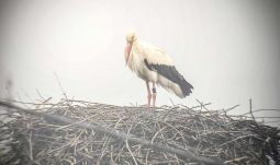 Hazarepült értarcsai fészkébe az ország legidősebb gyűrűs gólyája