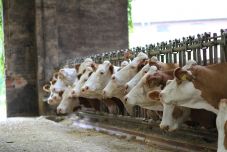 Szigorú korlátozások az állattartásban: járványveszélyre figyelmeztetnek a hatóságok 