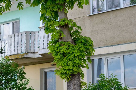 Sepsiszentgyörgy: a városháza fizeti a veszélyes fák metszését, de büntetik az engedély nélküli kivágást