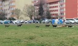 Kóborkutya-falkák okoznak riadalmat Csíkszeredában