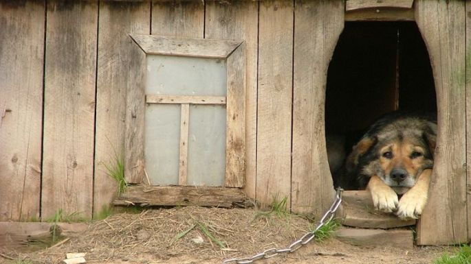 Börtönbe kerülhetnek a kutyatulajdonosok, akik állandóan láncon tartják az ebet
