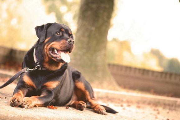 Rottweiler harapott meg egy német gyereket Hunyad megyében
