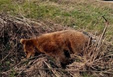 Hargita megye: négy medvét lőttek ki az elmúlt két hétben