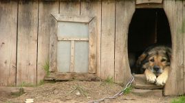Börtönbe kerülhetnek a kutyatulajdonosok, akik állandóan láncon tartják az ebet