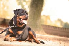  Rottweiler harapott meg egy német gyereket Hunyad megyében 