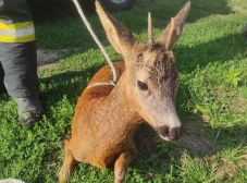 Őzgidát mentettek a tűzoltók