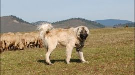 Éhes, harcias pásztorkutyák fenyegetik a túrázókat a hegyekben