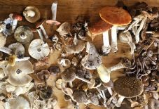 Közel 150 gombafajt azonosítottak a Szent Anna-tó környékén (VIDEÓ)