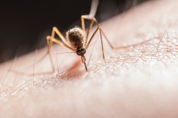 Négy nyugat-nílusi vírusos esetet diagnosztizáltak idén nyáron