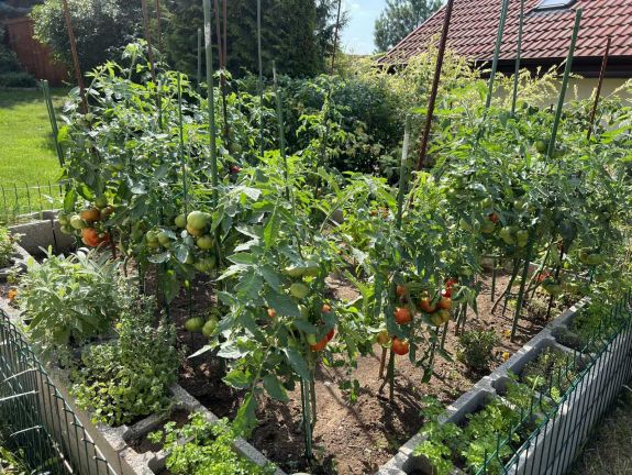 Városi oázis: Így varázsolhatsz termő zöldségeskertet kis udvarodba