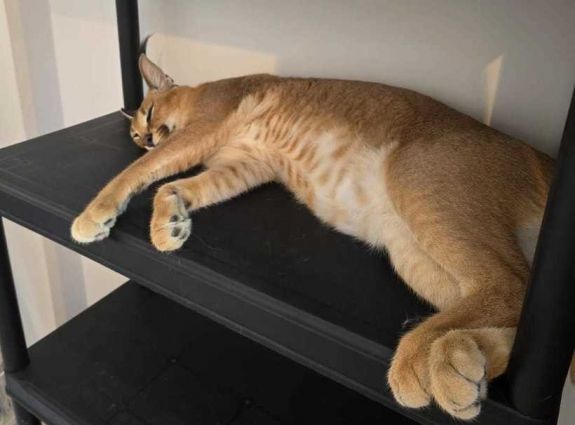 Kitört a pánik: pórázon sétáltatott vadállat szabadult el