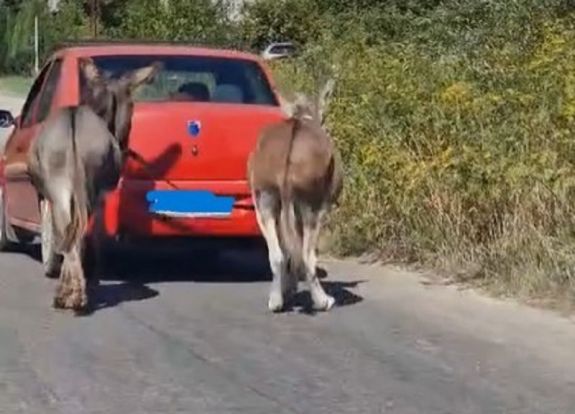 Vizsgálat indult: egy nő az autó után kötve vonszolta két szamarát