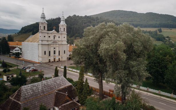 Felmérik Csíkszereda tíz ikonikus fájának az állapotát