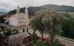 Felmérik Csíkszereda tíz ikonikus fájának az állapotát