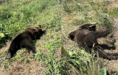 A napokban két medvét gázoltak halálra Háromszéken