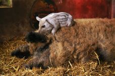 Nemzeti kincs a mangalica – Így került a kihalás széléről a világpiacra