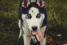 Utcára kiszabadult husky támadt egy szatmári nőre – Utánajártunk, mire számíthat a gazda