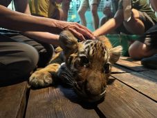 Elpusztult a budapesti állatkert kistigrise