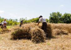 Szilágyperecsen: emlékek a mezítlábas aratásról és a mindennapi kenyérért végzett munkáról (VIDEÓ)