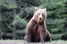 Két hónap alatt 26 barna medve felbukkanását jelezték a Szilágyságban