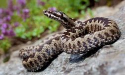 Gyakrabban lehet kígyókkal találkozni a hegyekben – Ezt ajánlják a hegyimentők