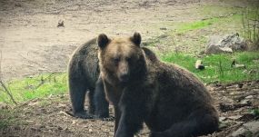 Kilőtték a Transzfogarasi úton motorkerékpárosra támadó bocsos medvét