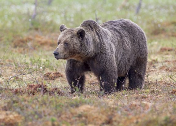 Megsebesített a medve egy pásztort a hegyekben