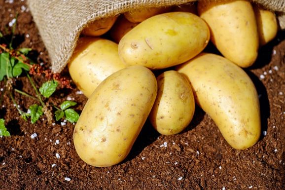 Hoppon maradnak a fokhagyma- és a krumplitermesztők