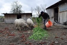Biodiverzitás: sokan érdeklődnek a hagyományos gazdálkodás iránt