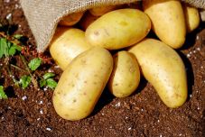 Hoppon maradnak a fokhagyma- és a krumplitermesztők