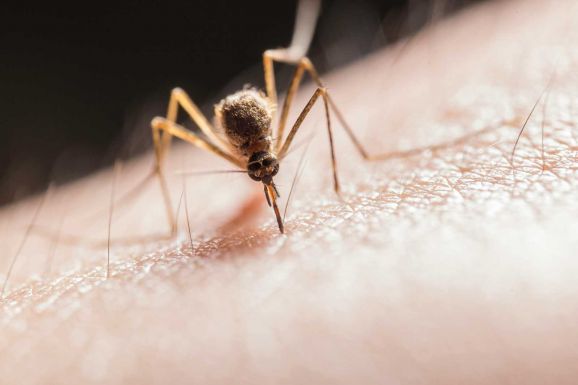 Maláriával diagnosztizáltak egy bukaresti férfit – Járványügyi vizsgálat indult