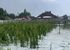 Jég verte el a termést Neamț megyében (VIDEÓ)