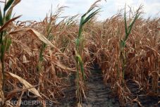 Legek hónapja: 2025 júniusa volt az eddigi legszárazabb Romániában – Több rekord is megdőlt