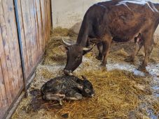 Egy lépéssel közelebb a ritka őshonos faj megmentéséhez: mokány bikaborjú született Marosvásárhelyen (VIDEÓ)