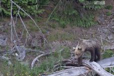 Drasztikusan megemelnék a medveetetésért kiróható bírságot