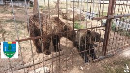 Medvék, majmok, oroszlán az illegális állatkertben – Bírságolt a környezetőrség (VIDEÓ)