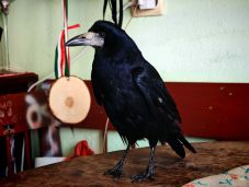 Lemhényben él Csurika, a beszélő varjú: most könyv is készül róla (VIDEÓ)