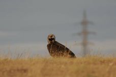 Sikeresen mentettek meg a kiszáradástól egy ritka barátkeselyűt (VIDEÓ)