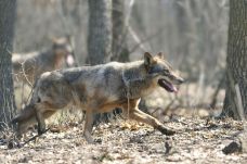 Farkasok mészároltak le egy juhnyájat – A kár 50 ezer lej