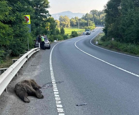 Halálra gázoltak egy medvét Mikóújfalu közelében