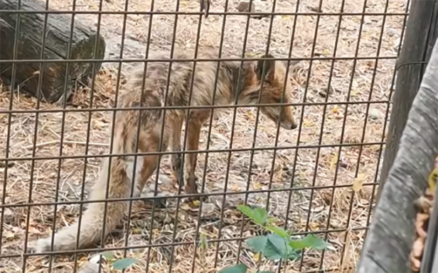Azonnal zárják be – Felháborító felvételek az állatkertből