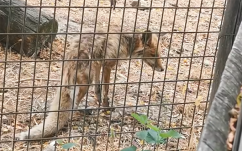 Azonnal zárják be – Felháborító felvételek az állatkertből