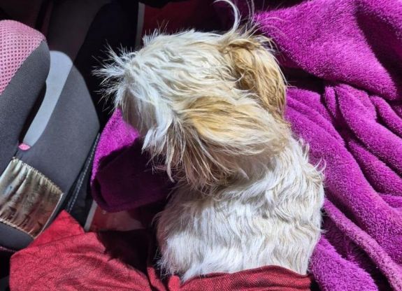 Kidobta a második emeletről a család kiskutyáját egy részeg férfi