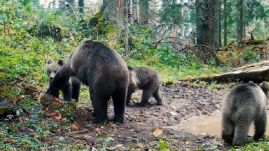 Aranyos felvétel a télre készülődő hárombocsos anyamedvéről  (VIDEÓ)