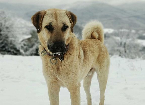 Nagytestű, veszélyes kutyákat fogott be a csíkszeredai önkormányzat