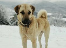 Nagytestű, veszélyes kutyákat fogott be a csíkszeredai önkormányzat