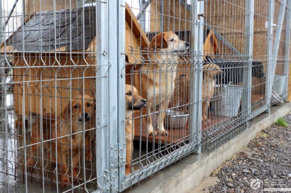 Szaporodó kóborkutya-gondok Hargita megyében