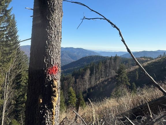 Illegálisan kitermelt fát koboztak el Hargita megyében